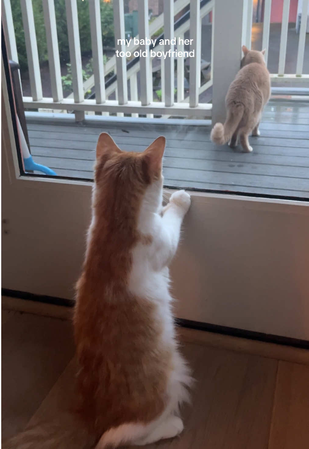 @tiana fosters cats