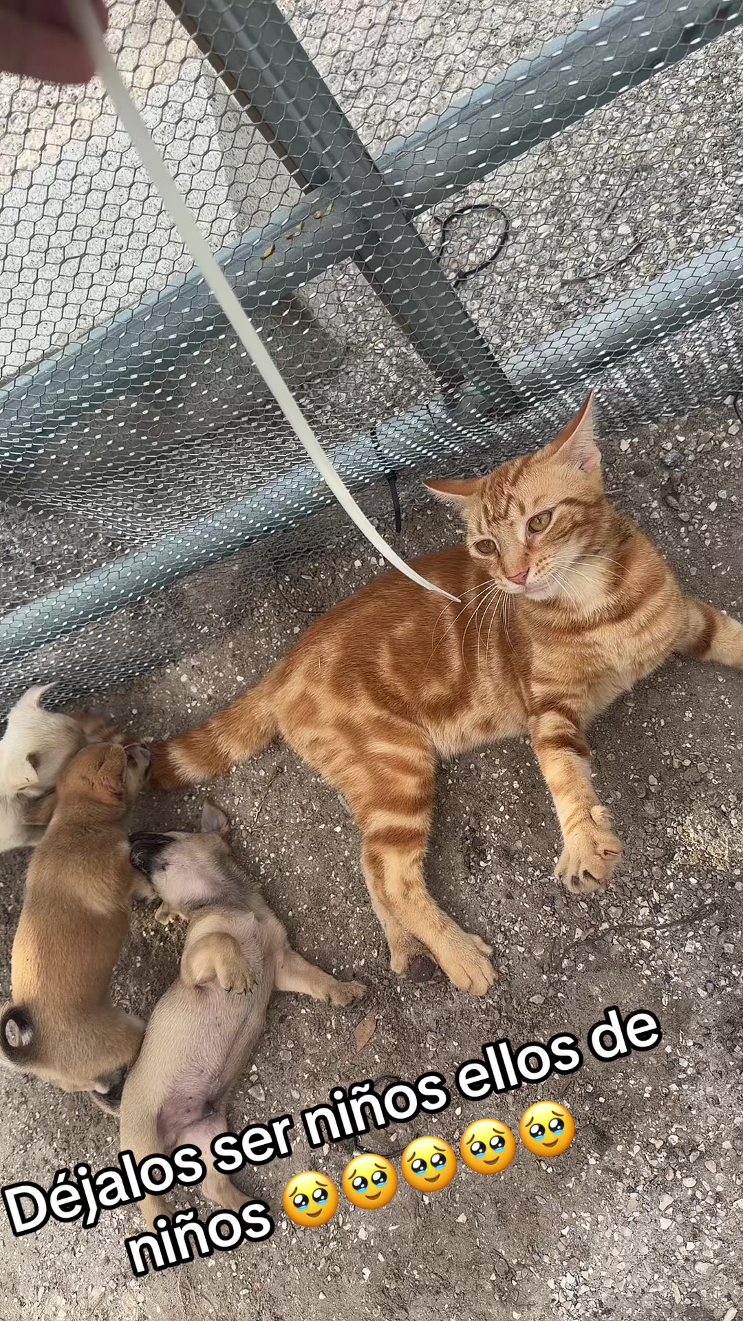 @La guacha de Guerrero 🇲🇽