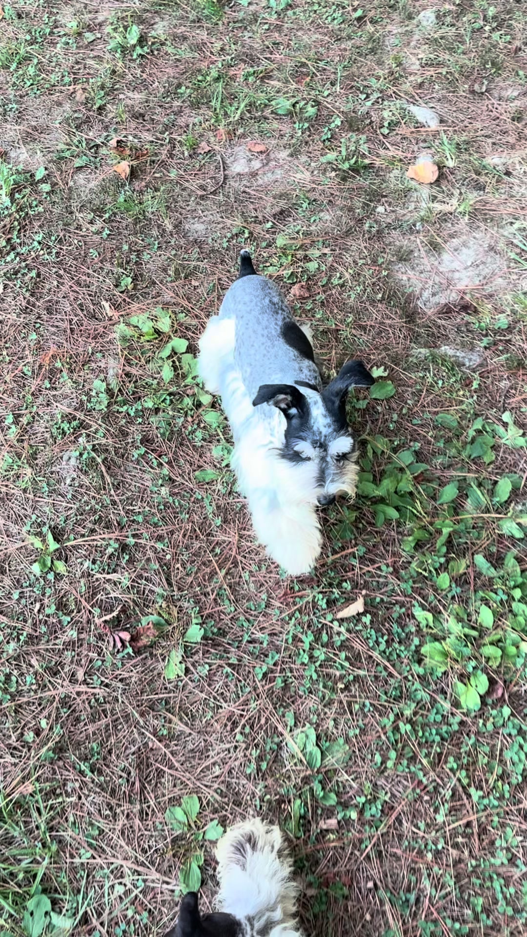 @Black Creek Kennels Schnauzers