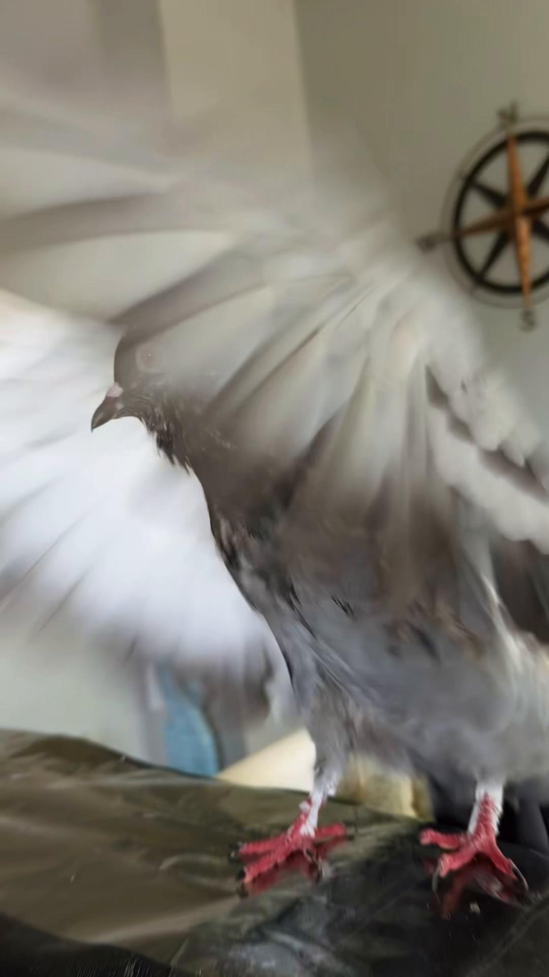 @Beebee The Pigeon