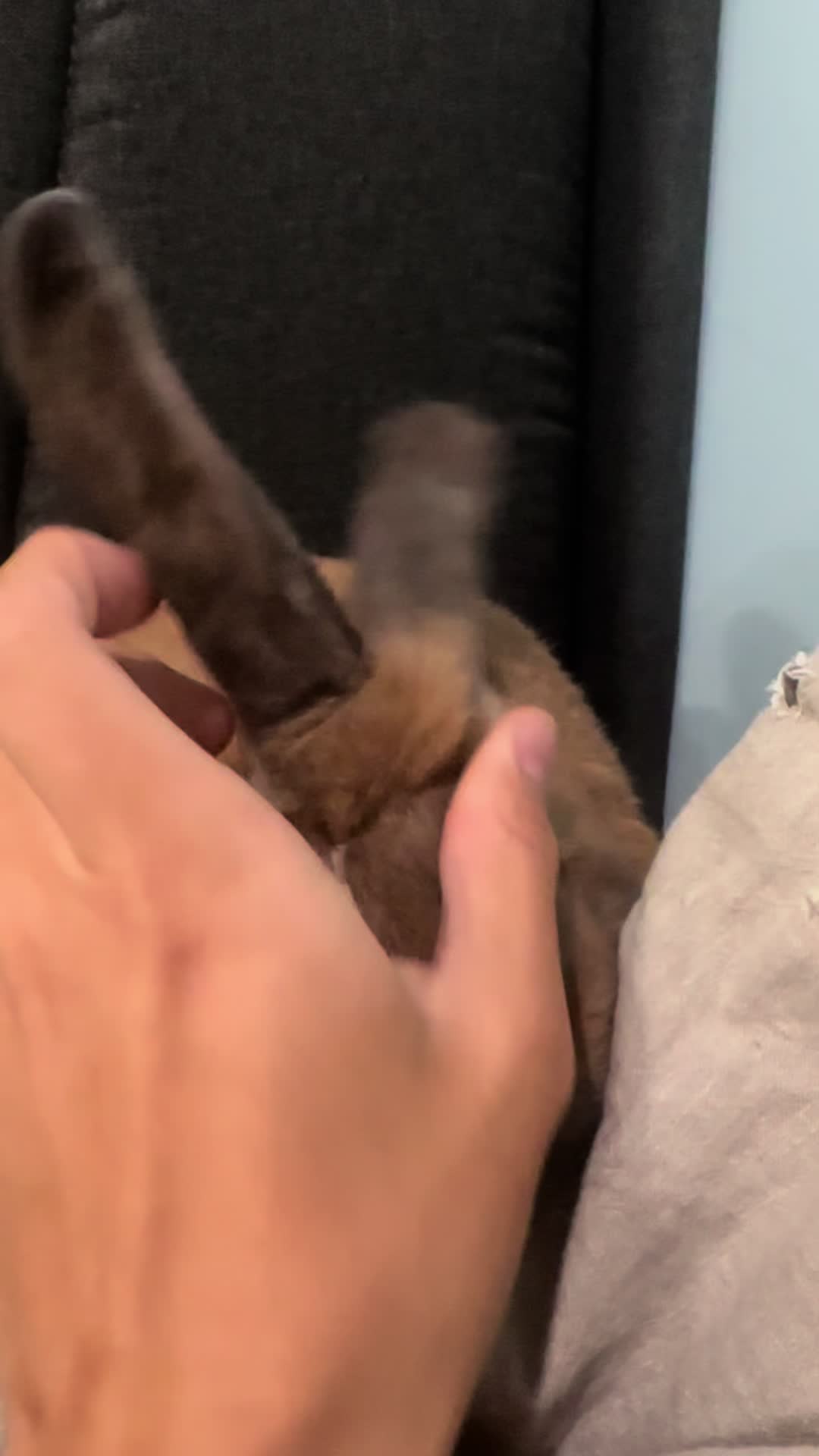 @honeythebunny24