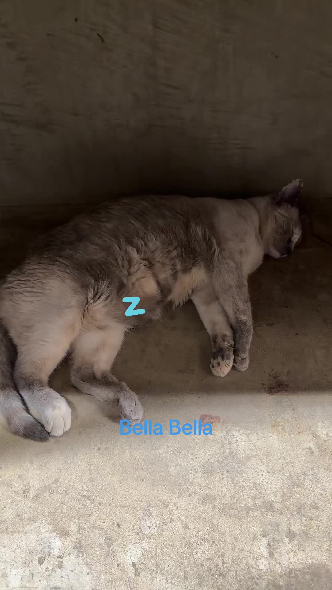 @Amri Gatitos