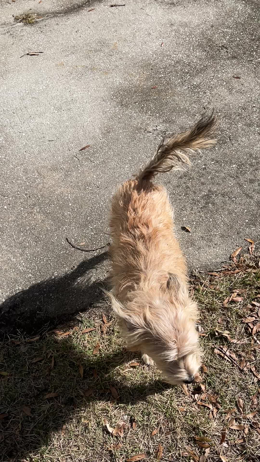 @parkcirclepetconcierge