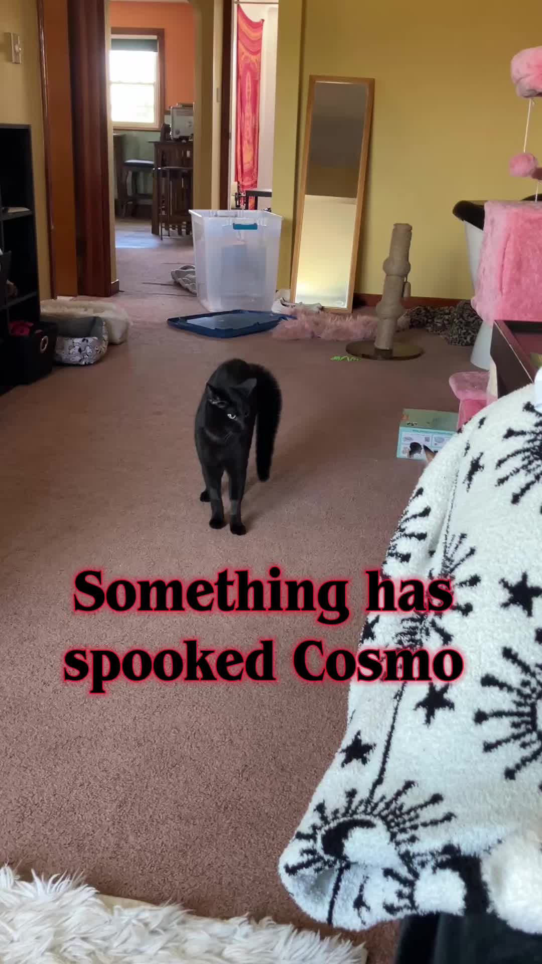 @DAISY, PETUNIA & COSMO