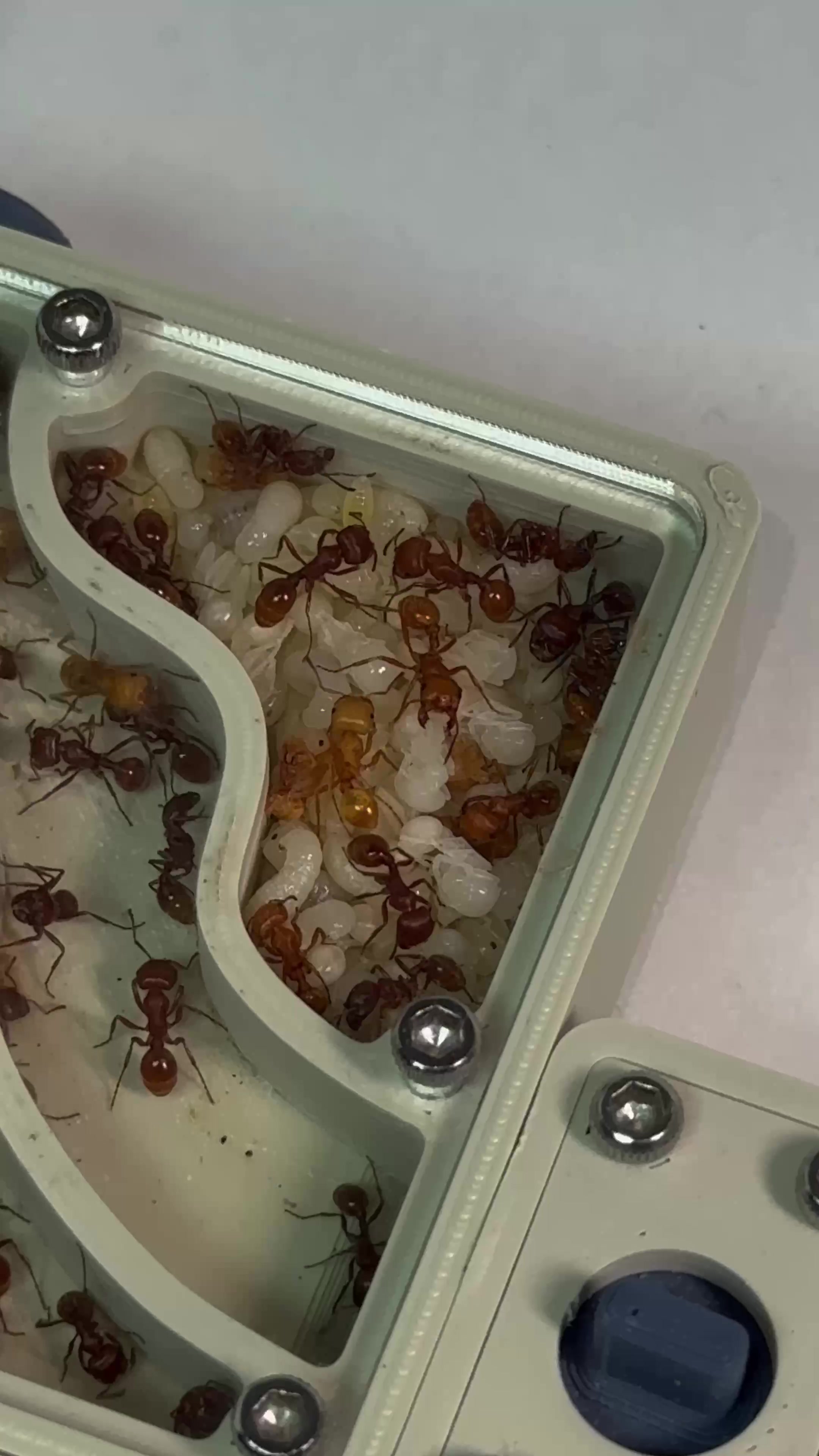 @GigaFourmis🐜