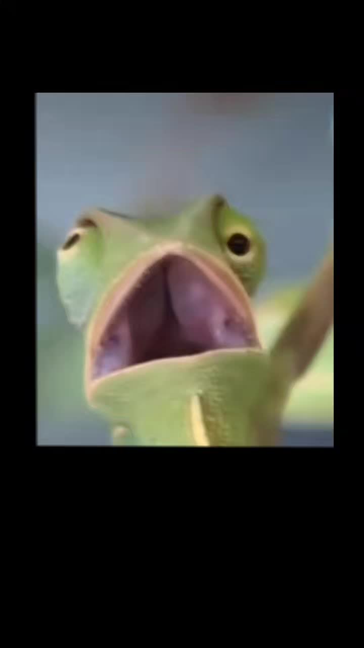 @zahnzaubermaeuschen
