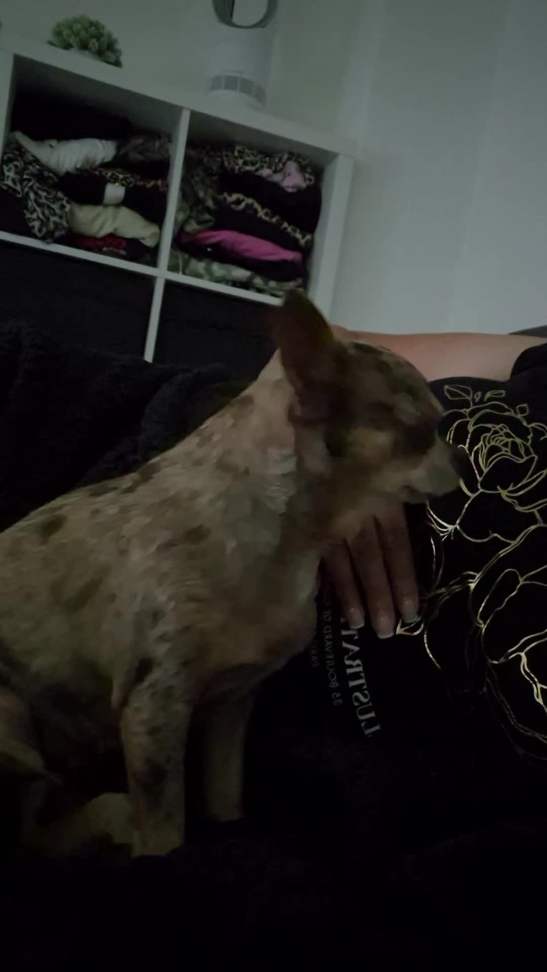 @SabrinaTeamWuffhaus🐕