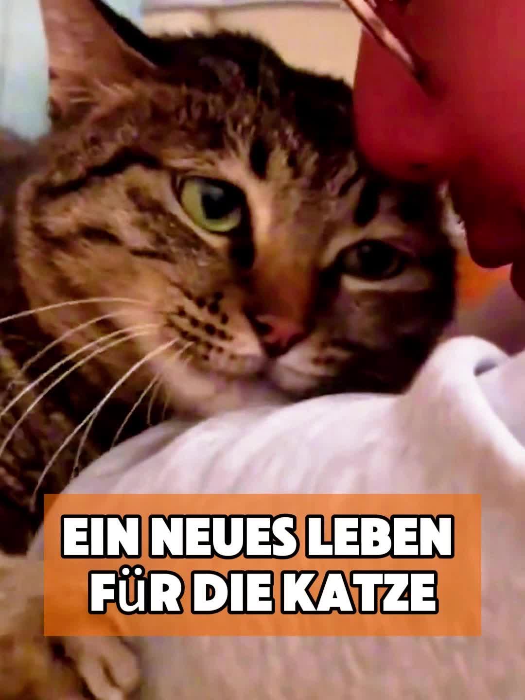 @toto_tier