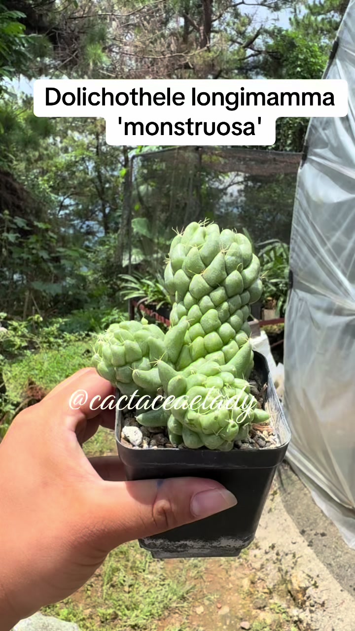 @CactaceaeLady