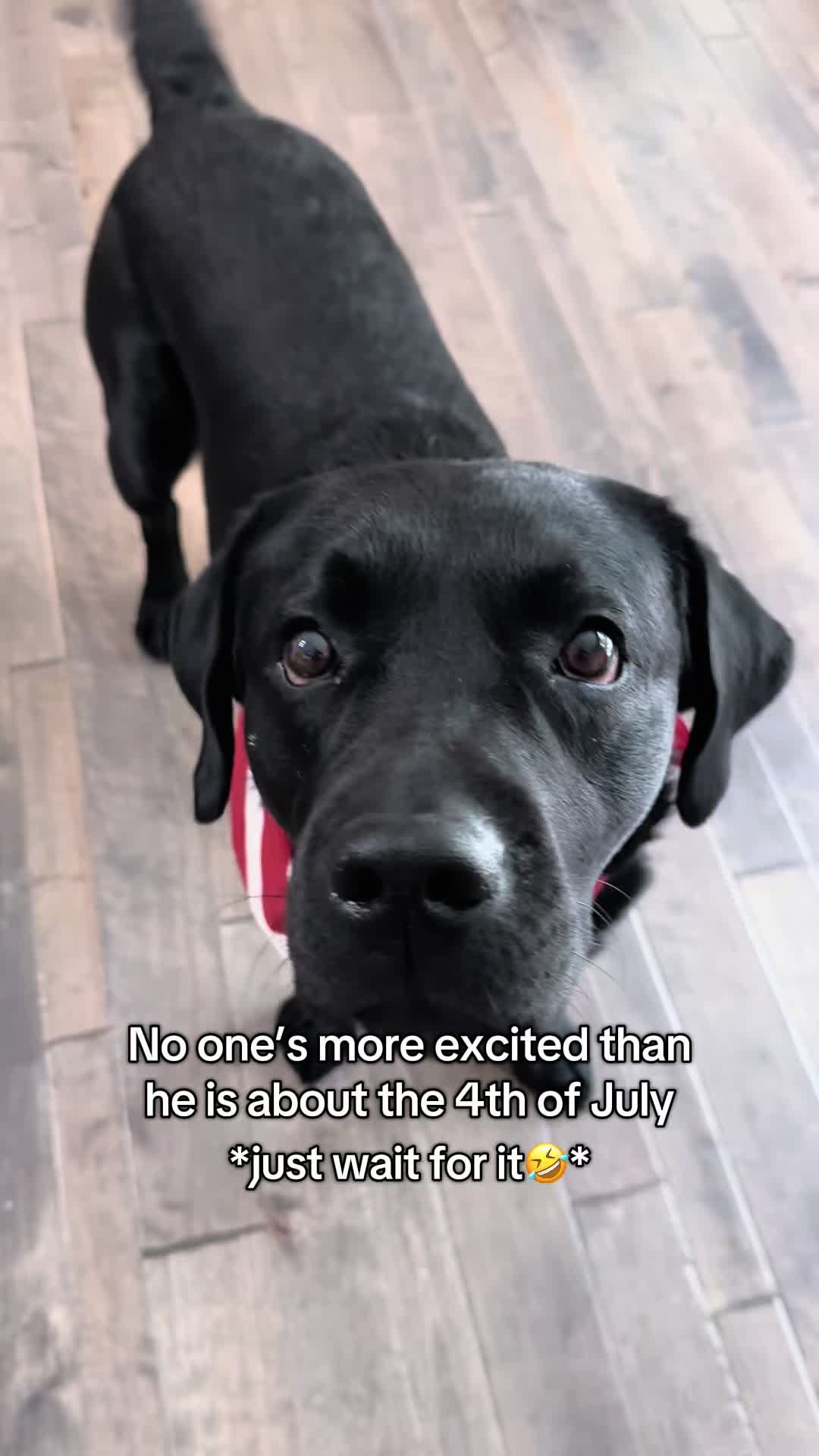 @Gunner the Good Boy Black Lab