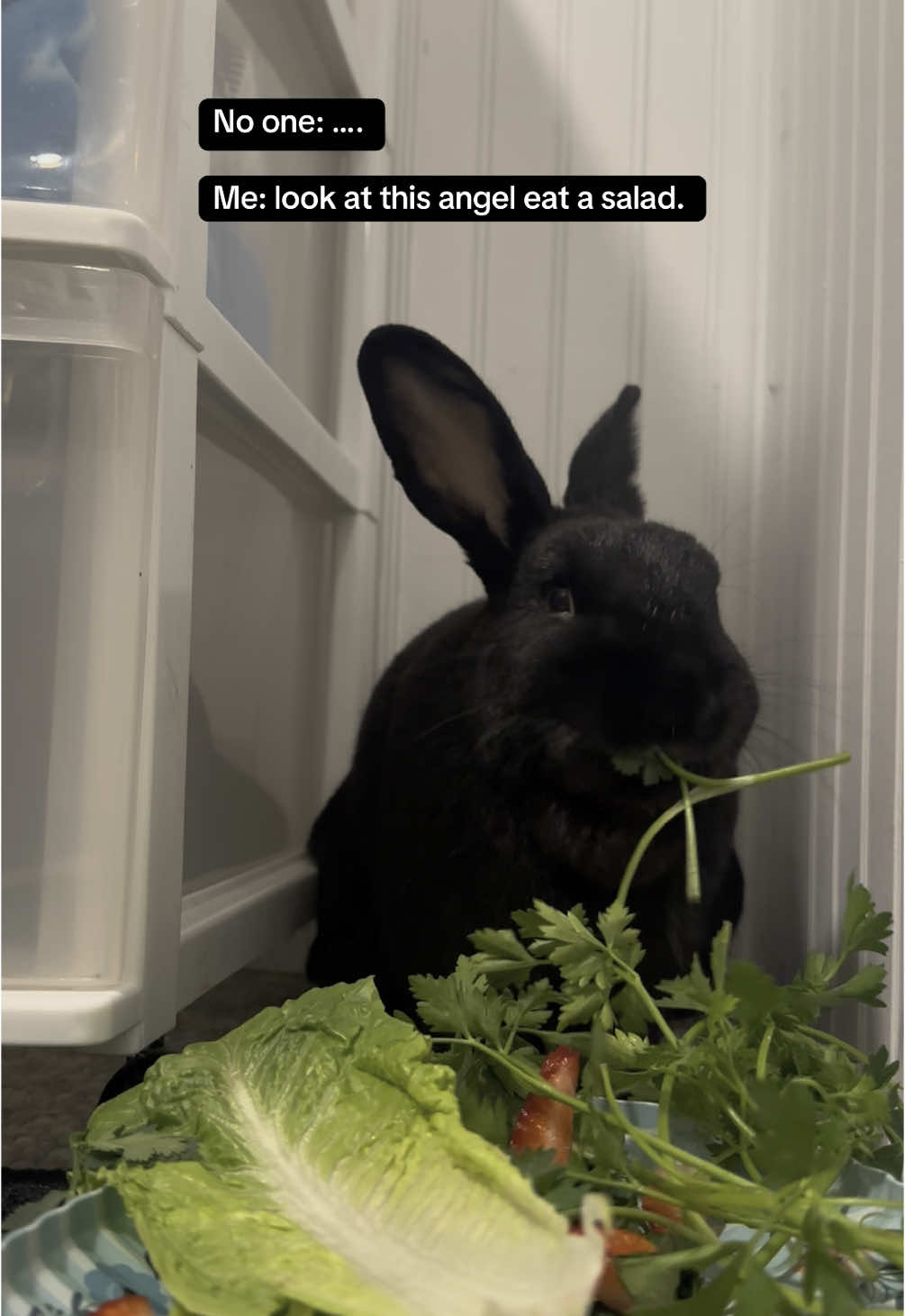 @Sara | books & buns 📚🇨🇦🐰