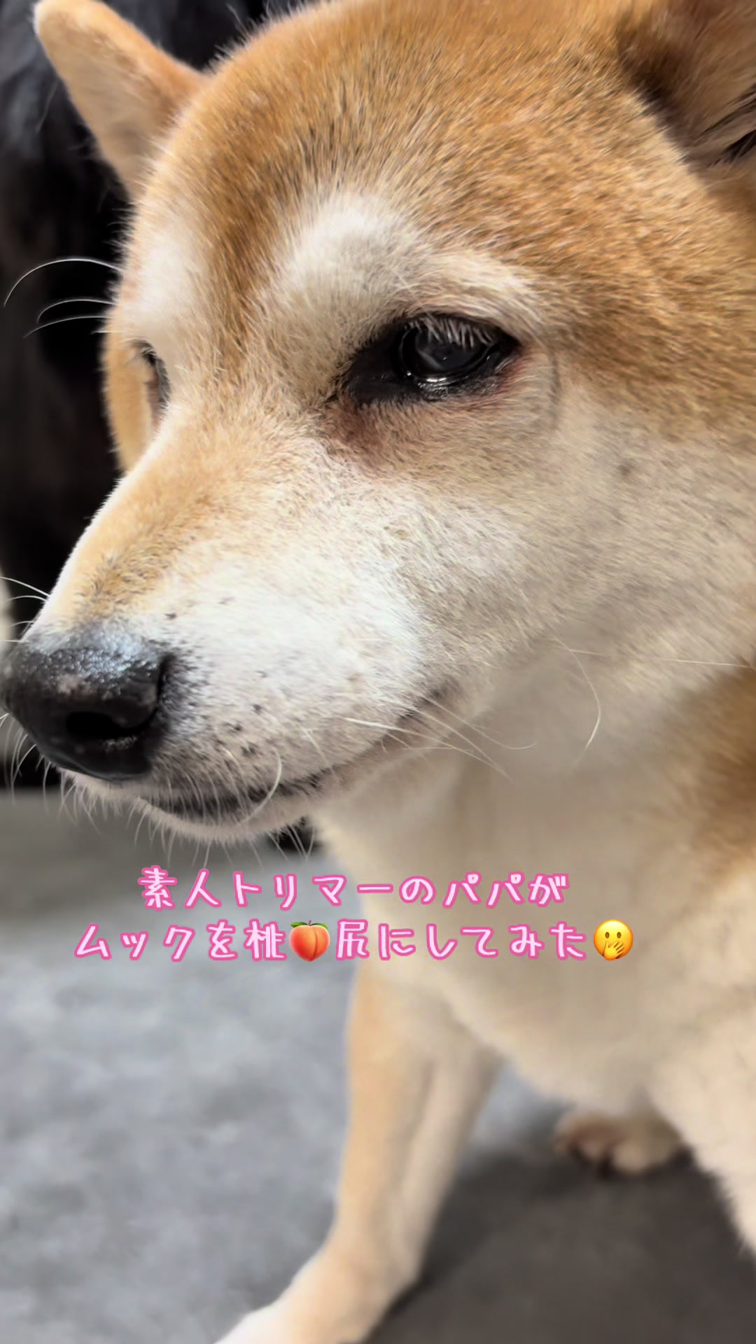 @ムックパパ🔶🐾