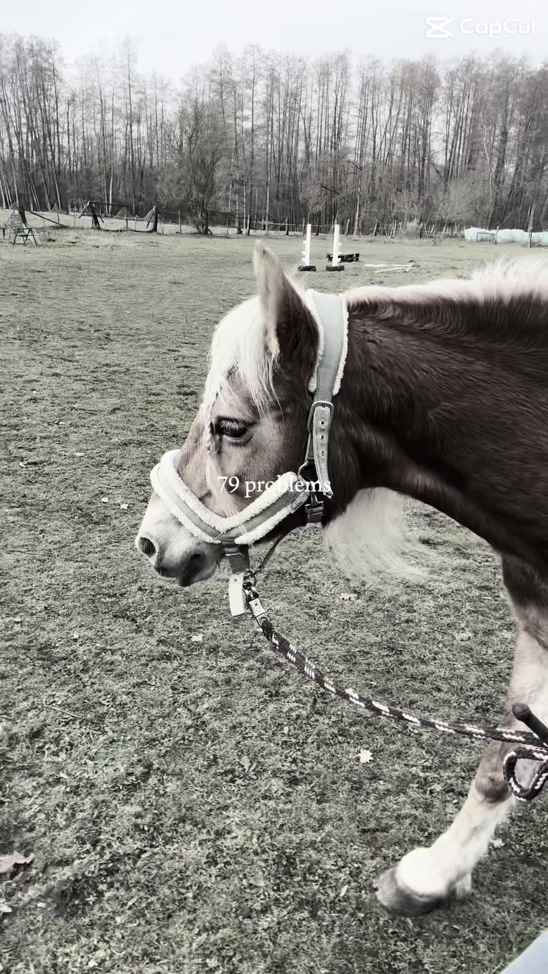 @Pferde-Mama