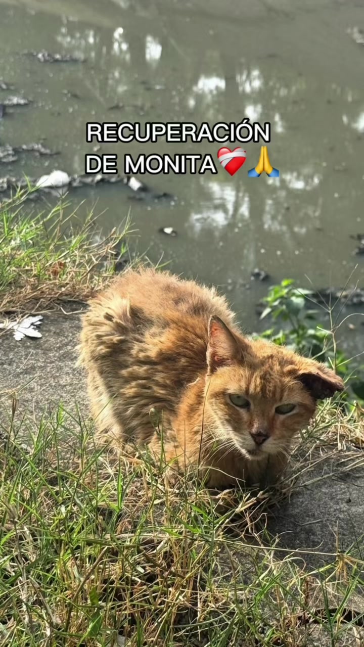 @el_gatoescobar