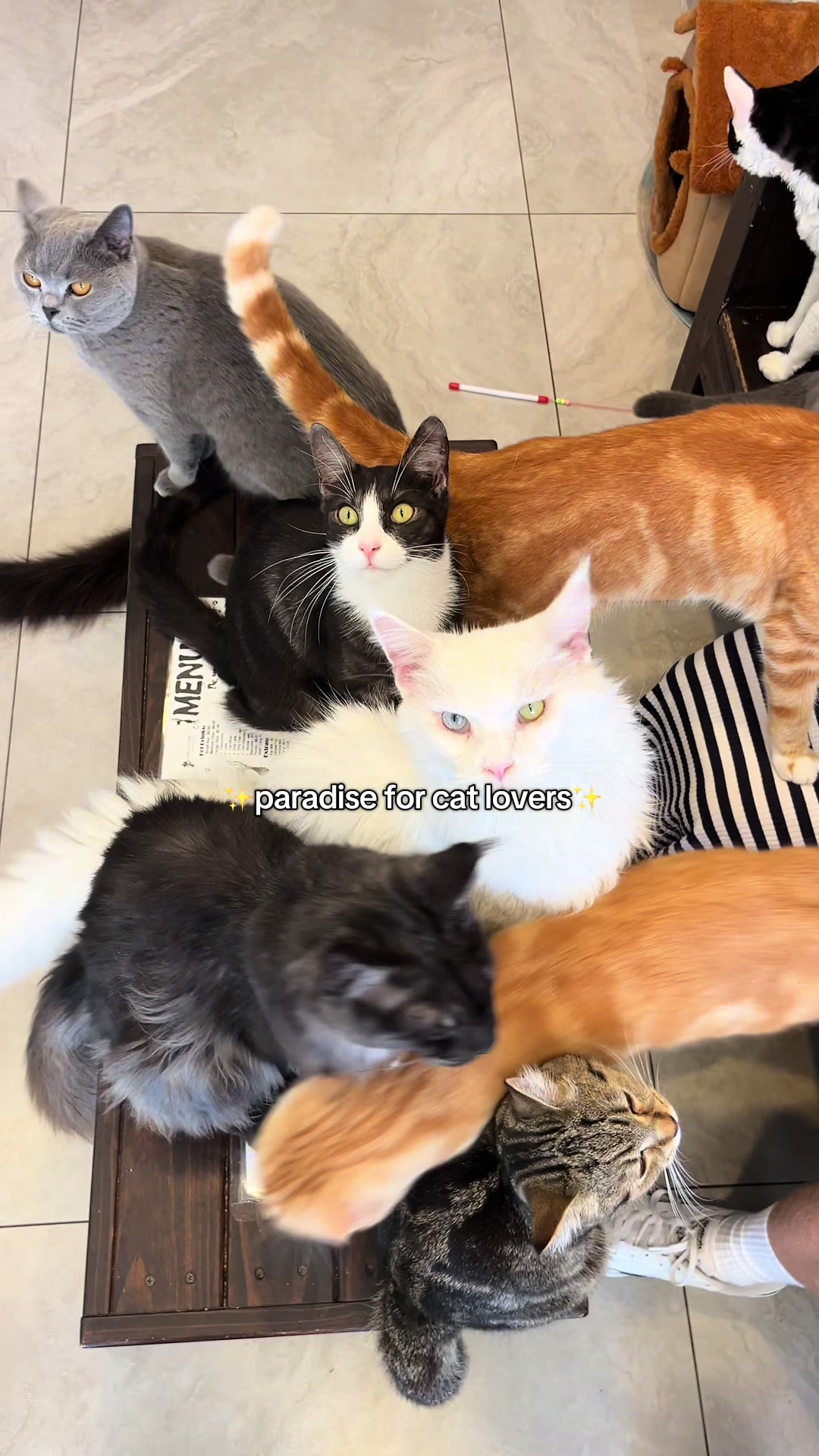 @crazycatcafe