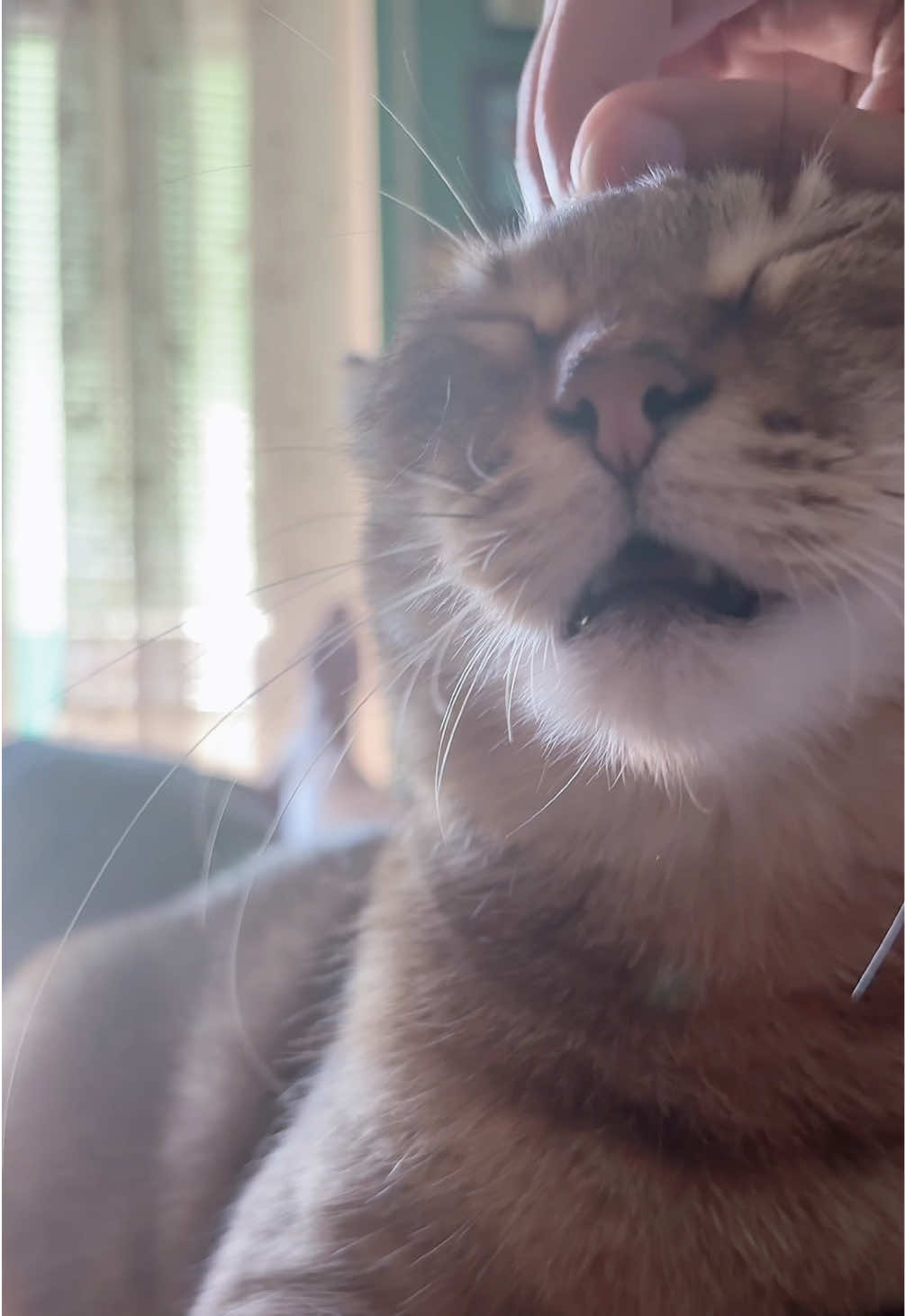 @Life with Kokoro the cat