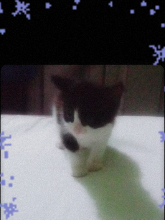@🌸🐾🐾Puffy🐾🐾🌘ω🌒🌸