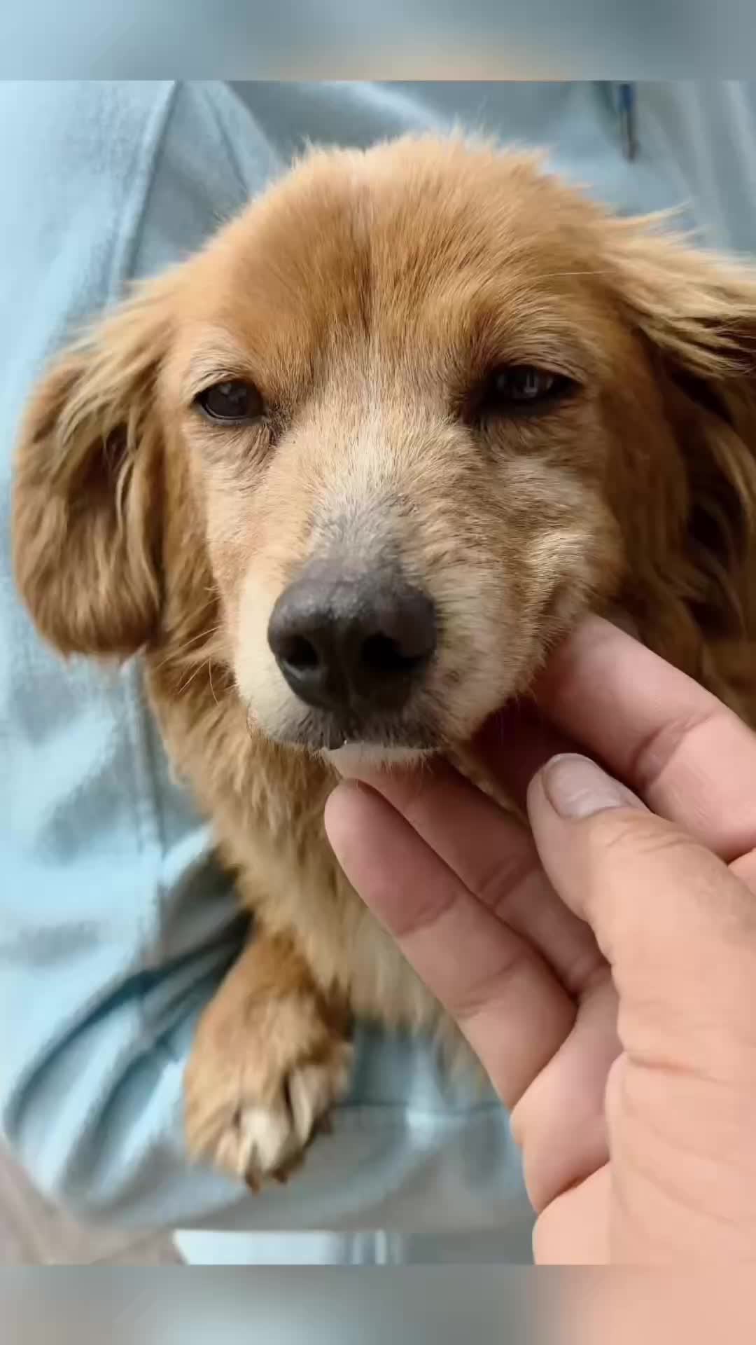 @Hundeherzkommando 🐾