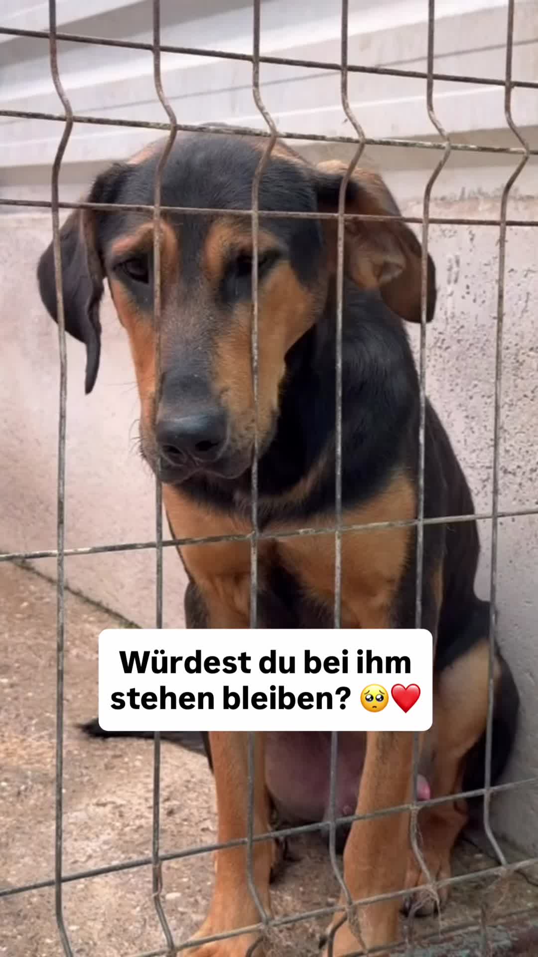 @Tierseelen 🐕