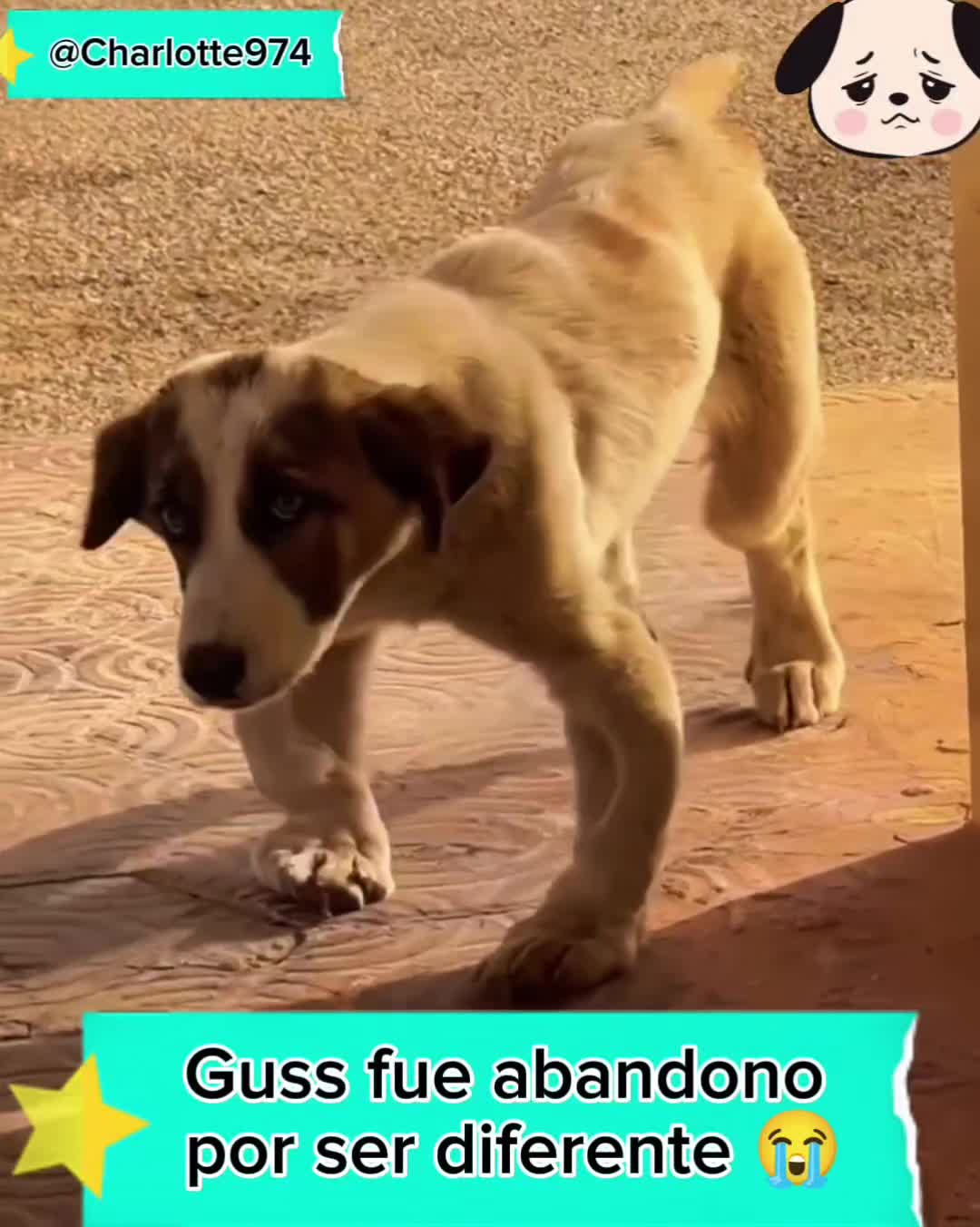 @Charlotte🐕🦺🐈🐕🦬🐐🐎🐄🐒