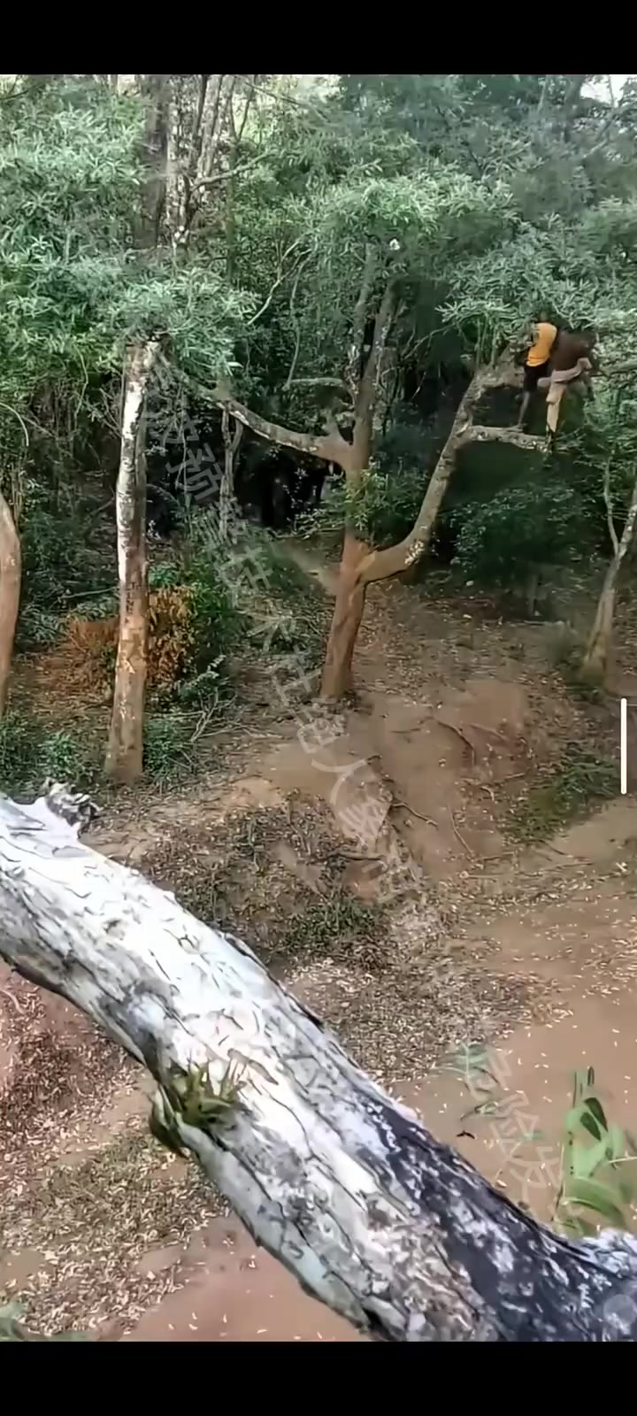 @@苗🇨🇳族短视频剪辑★宇轩