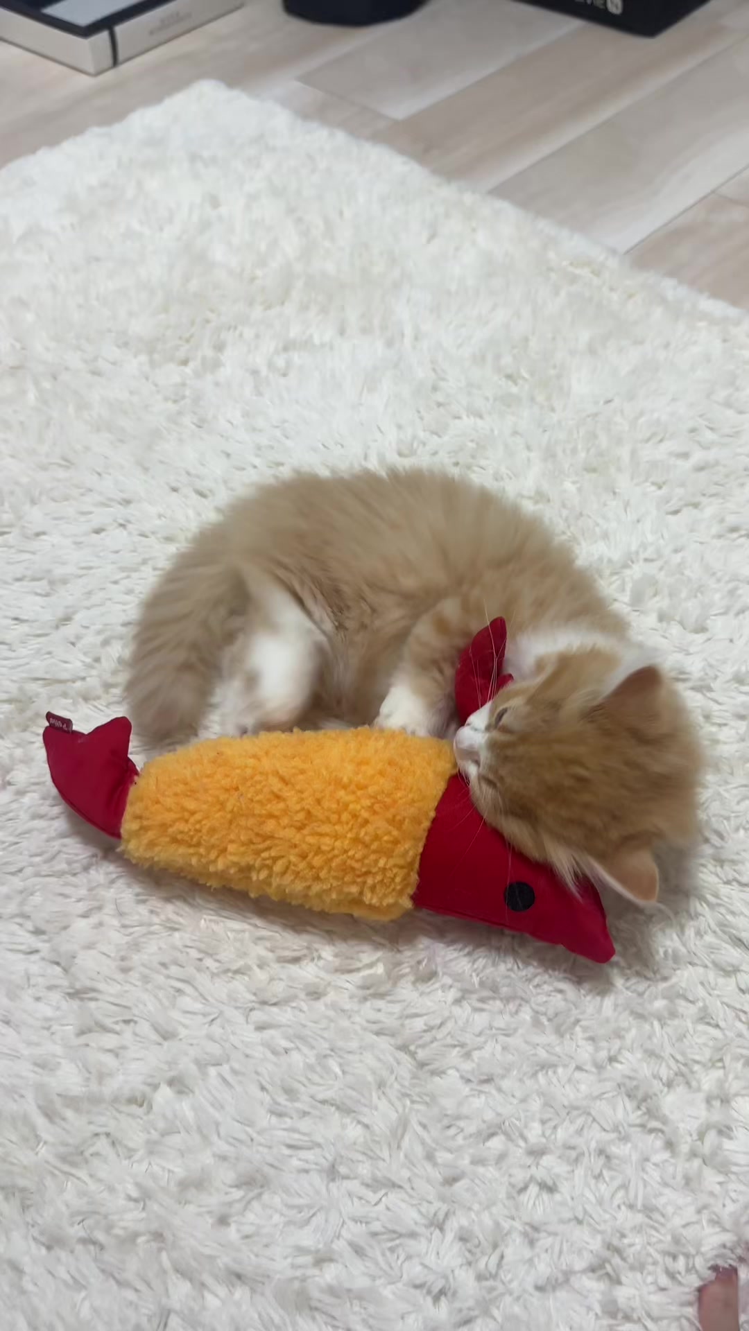 @ミヌエットのおこげちゃん