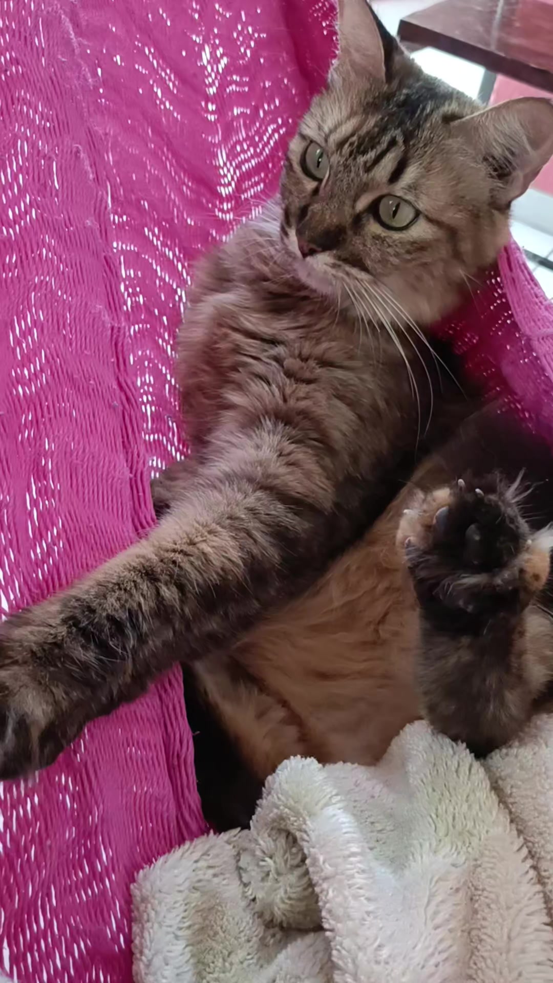 @negrita y peluche