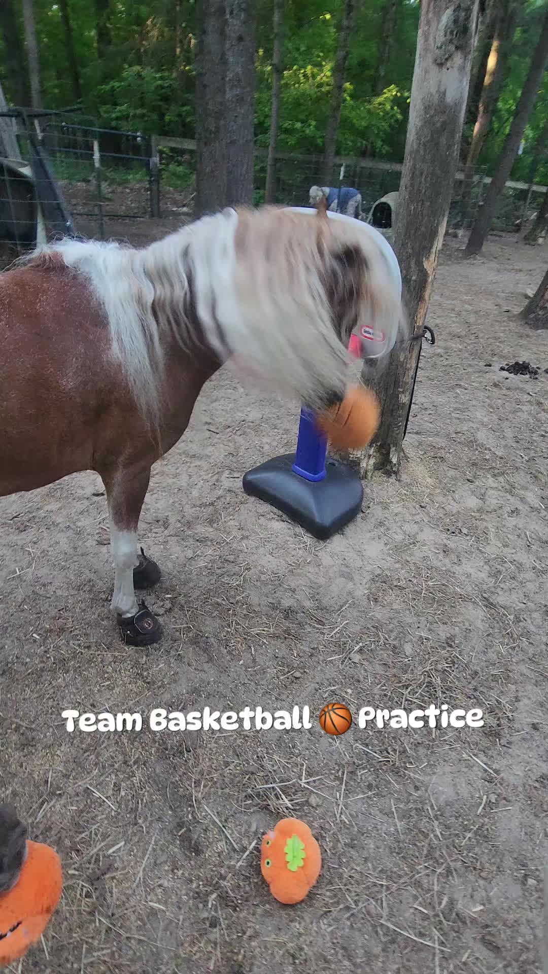 @minihorsemomandtrainer🐴🐴🐴🐴