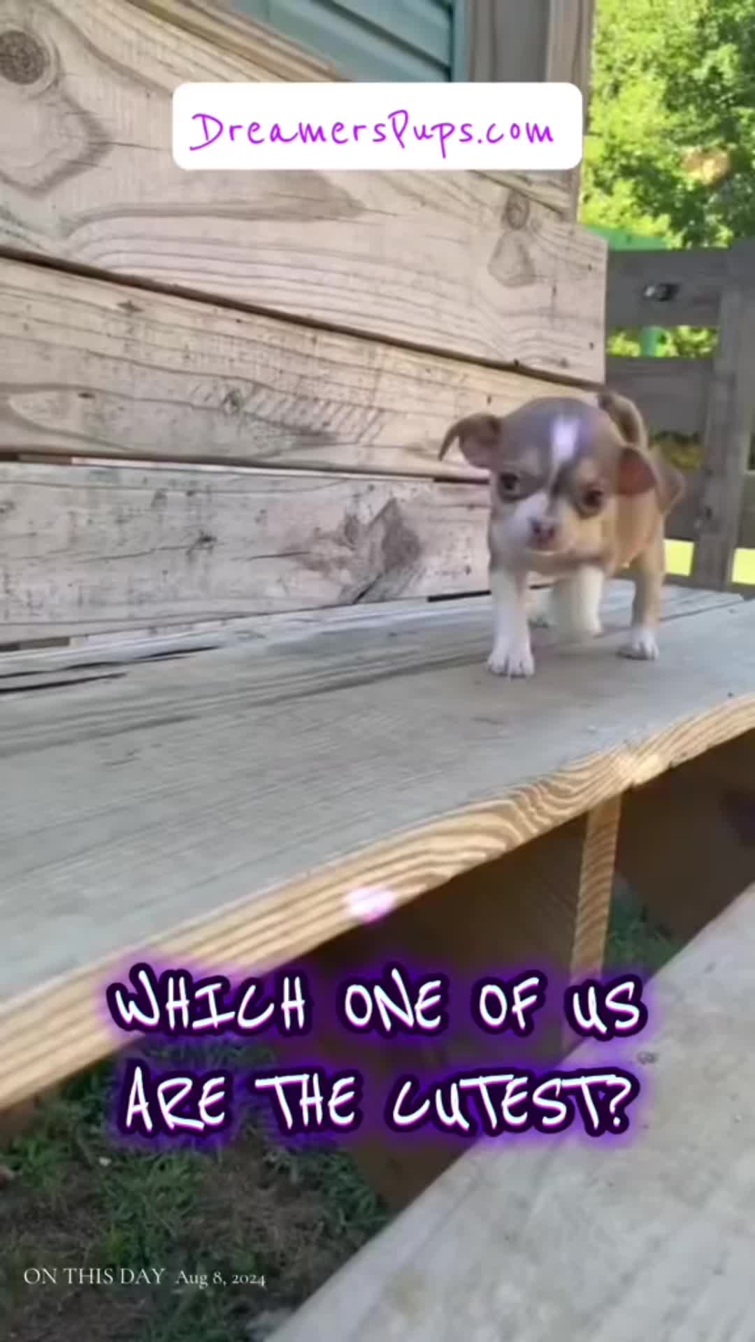@PuppyMom