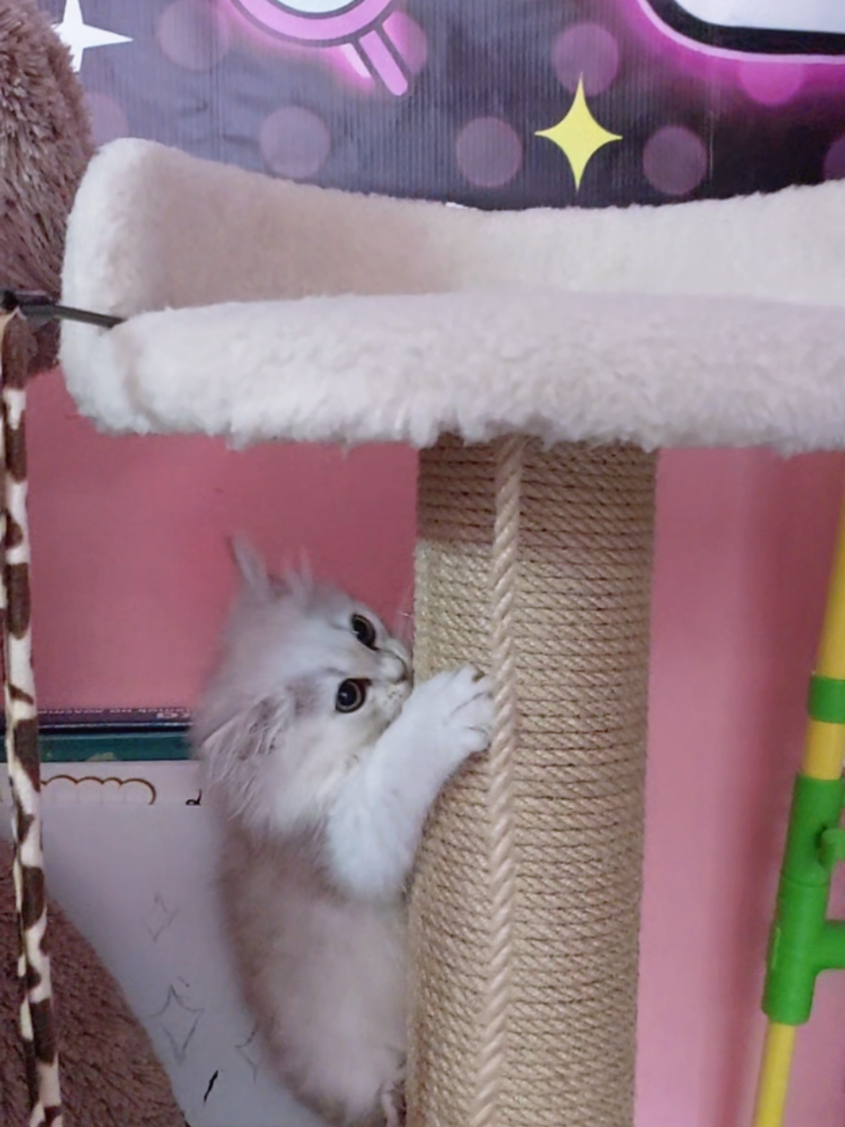 @Миша🐶 Стеша😺 Дуня🐭