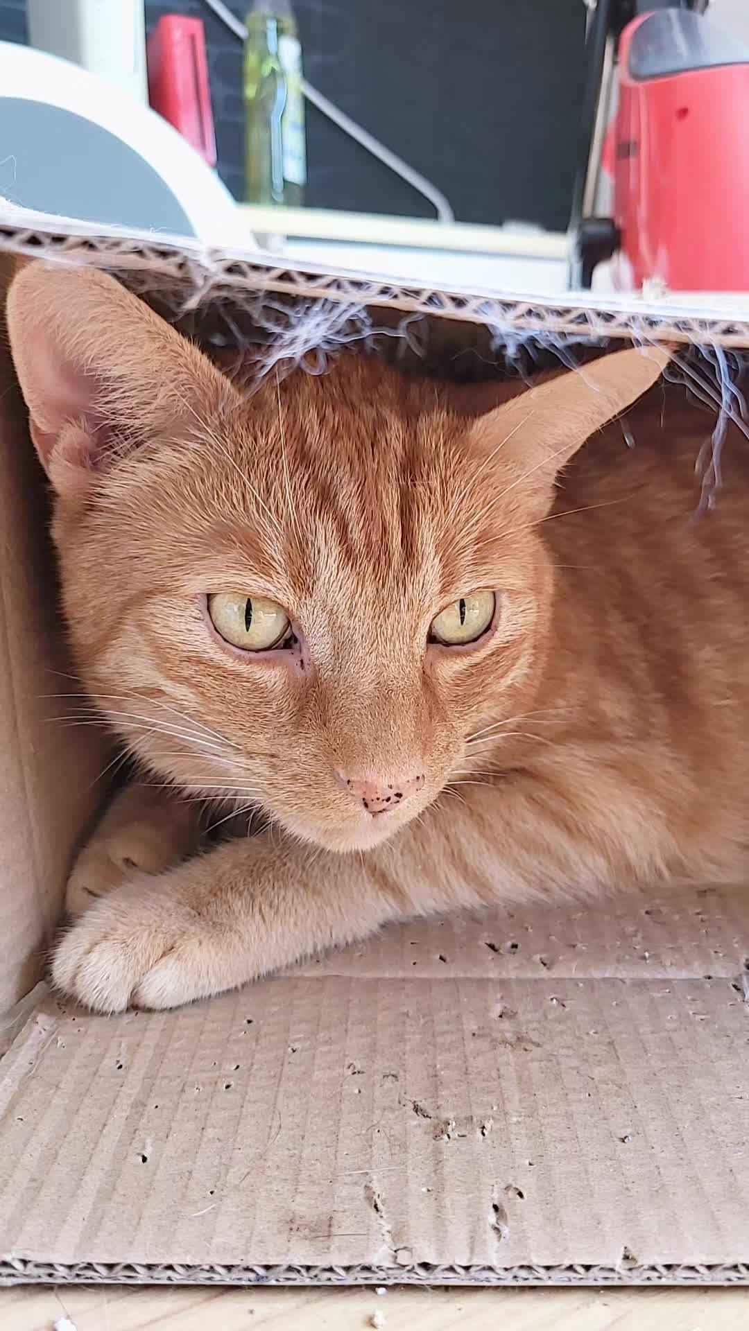 @😸 Alex 😸
