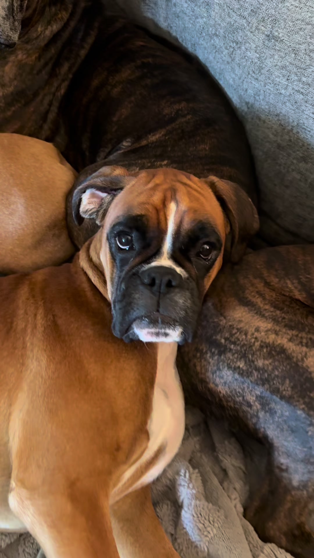@boxermadness