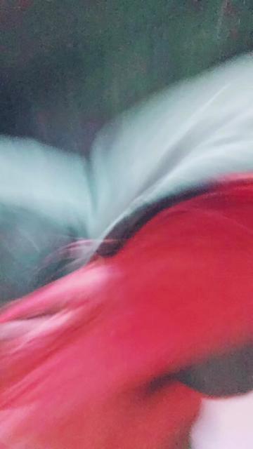@§håÐðwƑԼƛMЄ