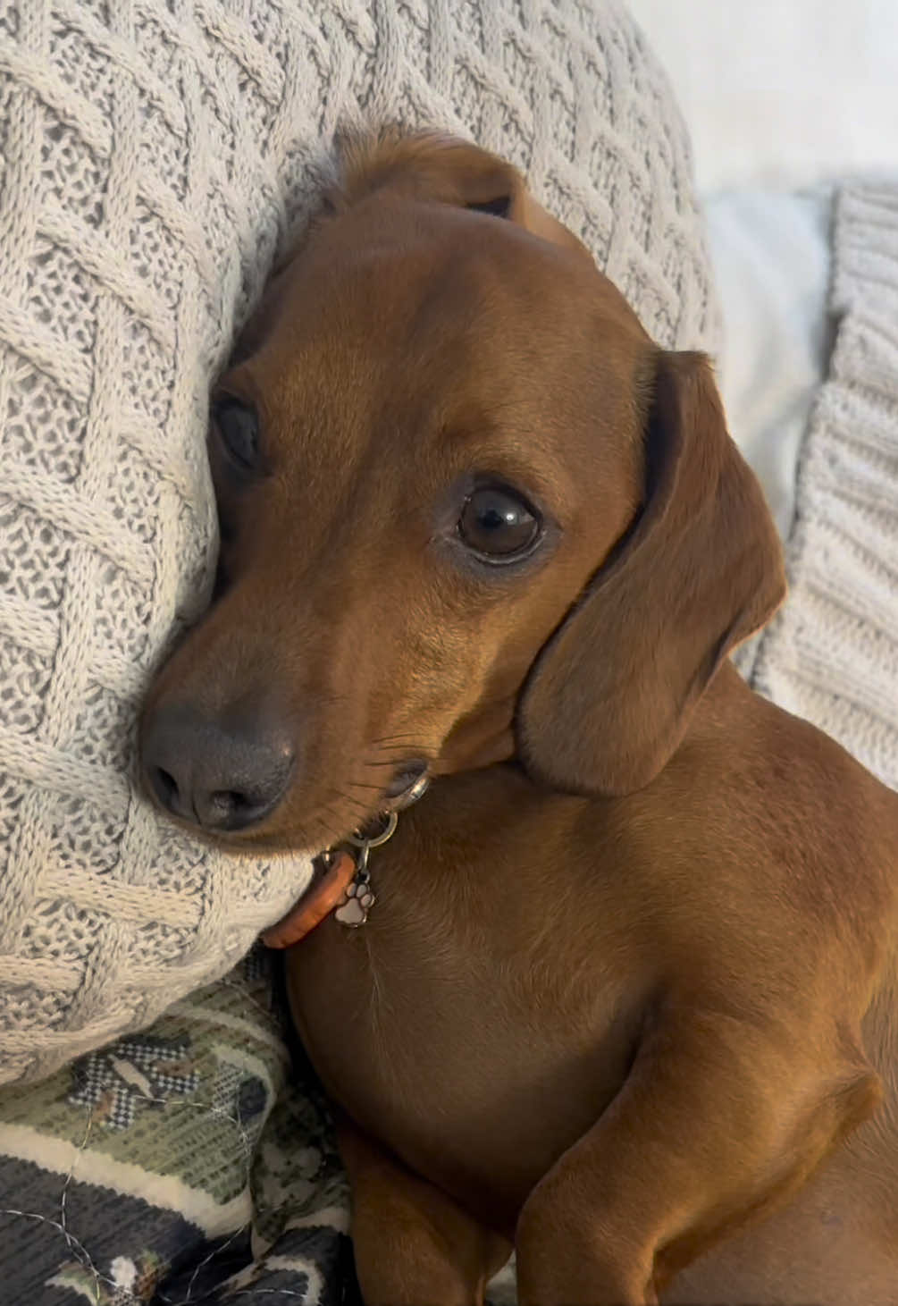 @Lovewag Pets