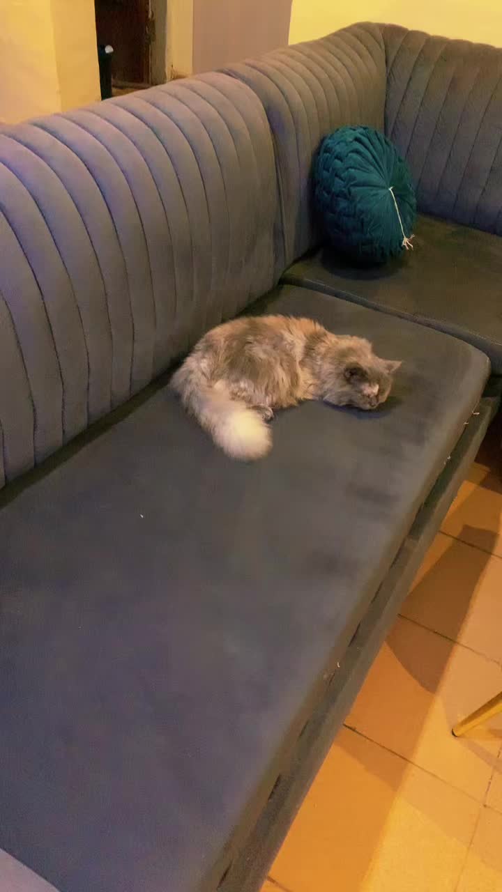 @Dera&rsquo;s cats🐈🐈🐈&zwj;⬛
