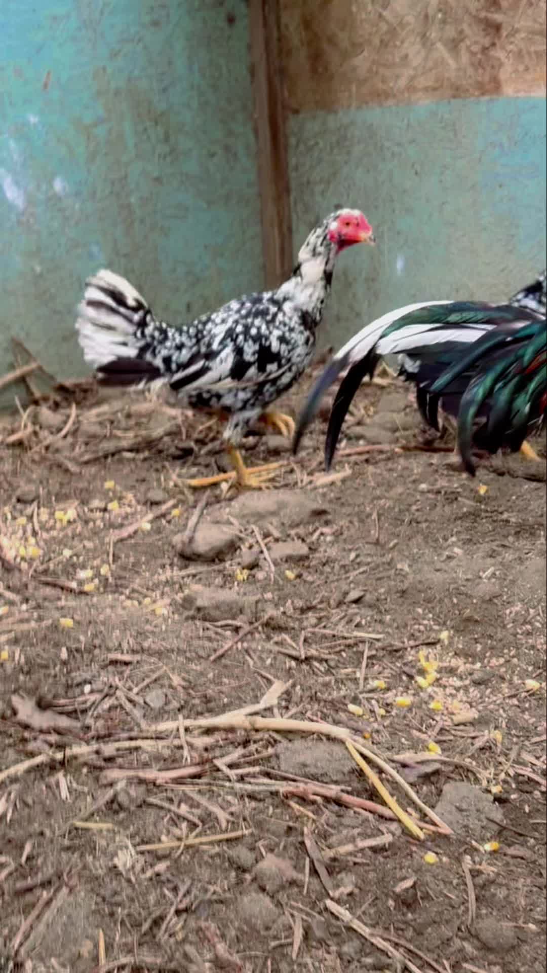 @Villarreal Farm