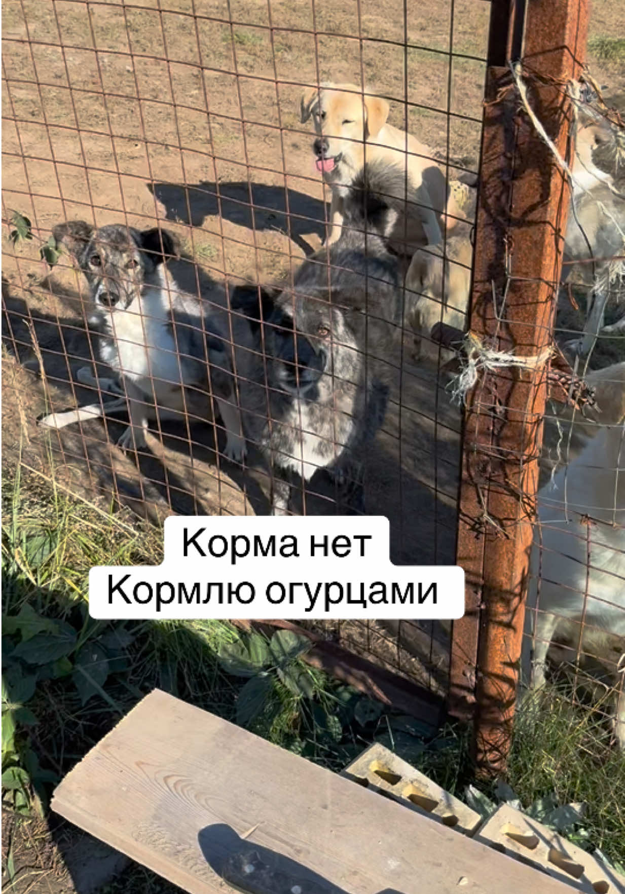 @Анна Алмазова