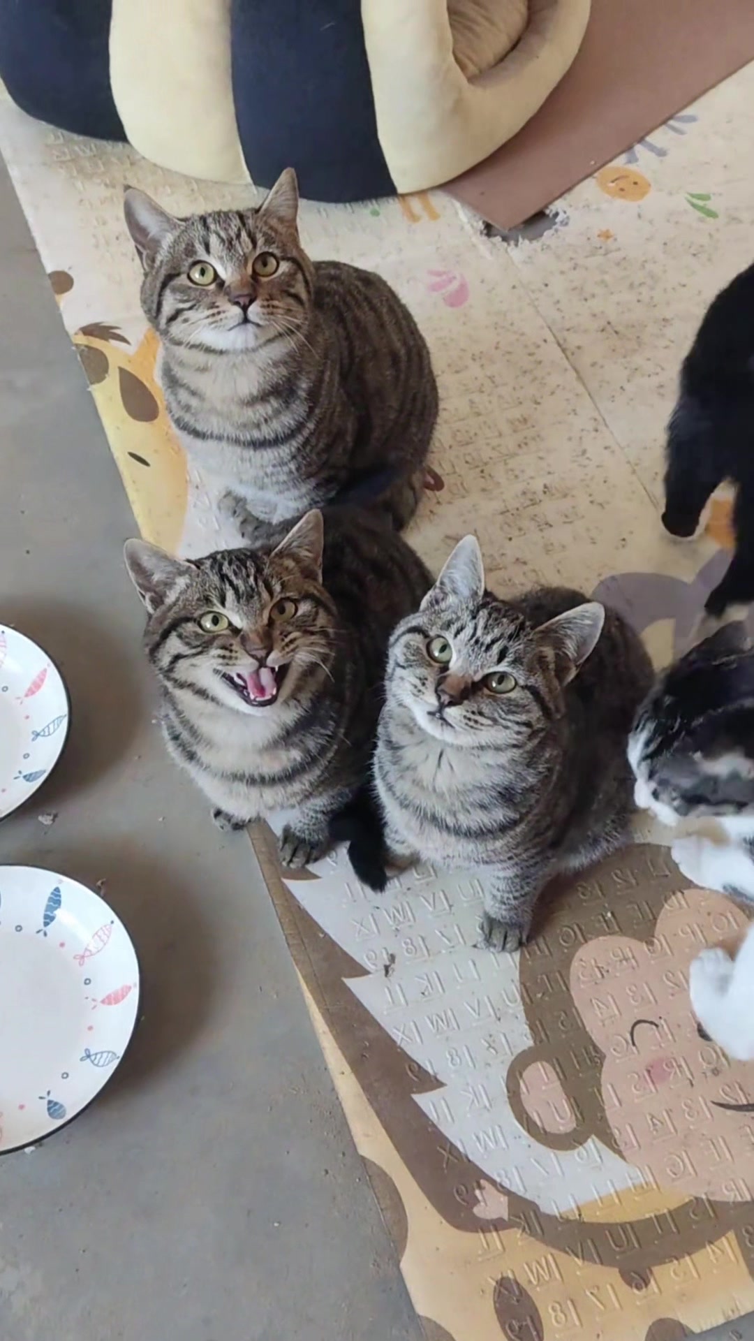 @Cute_kitten