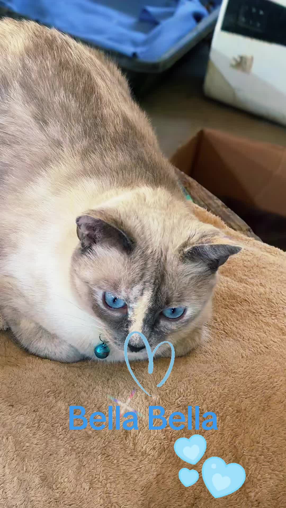 @Amri Gatitos