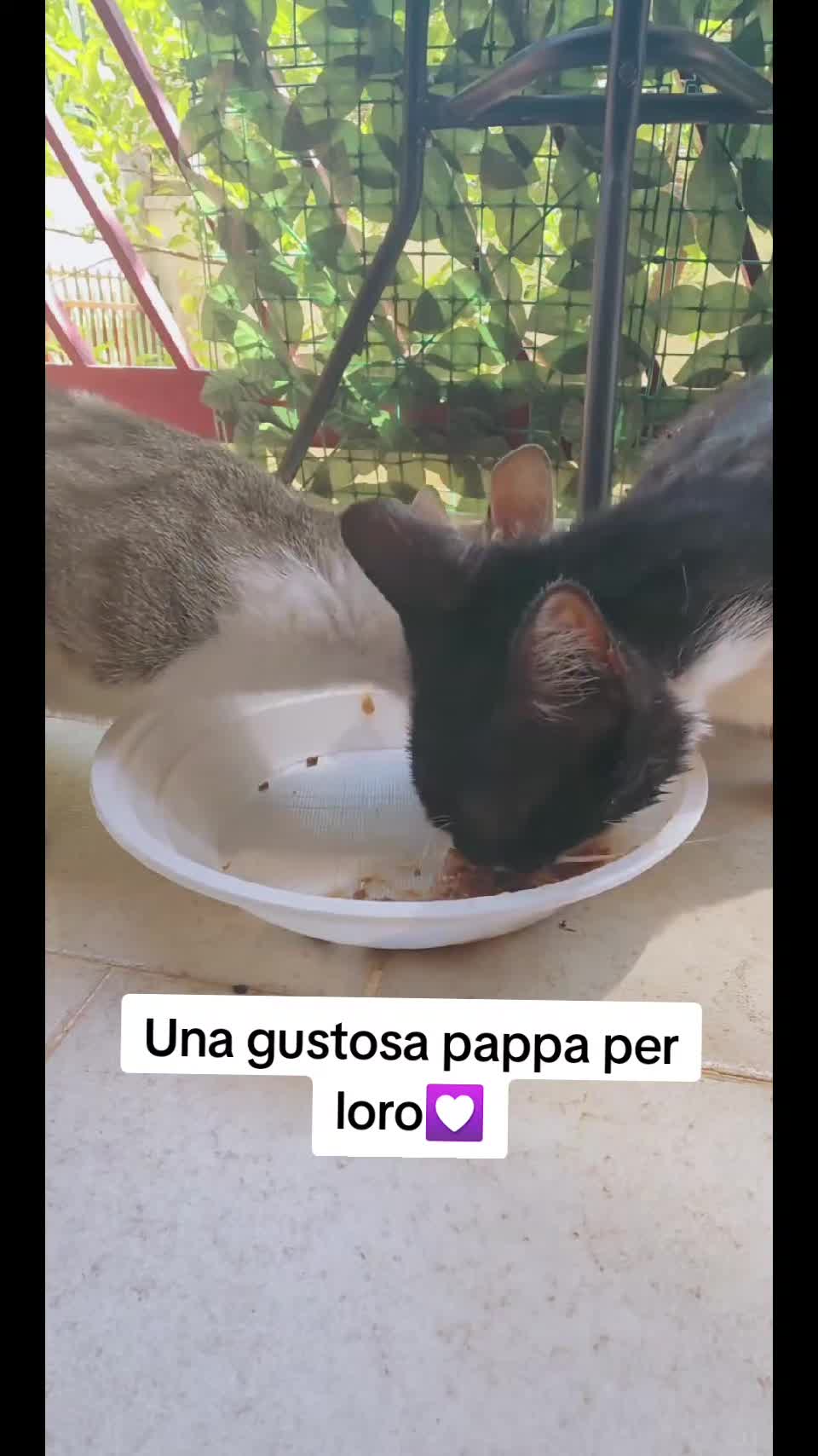 @AmiciMiao