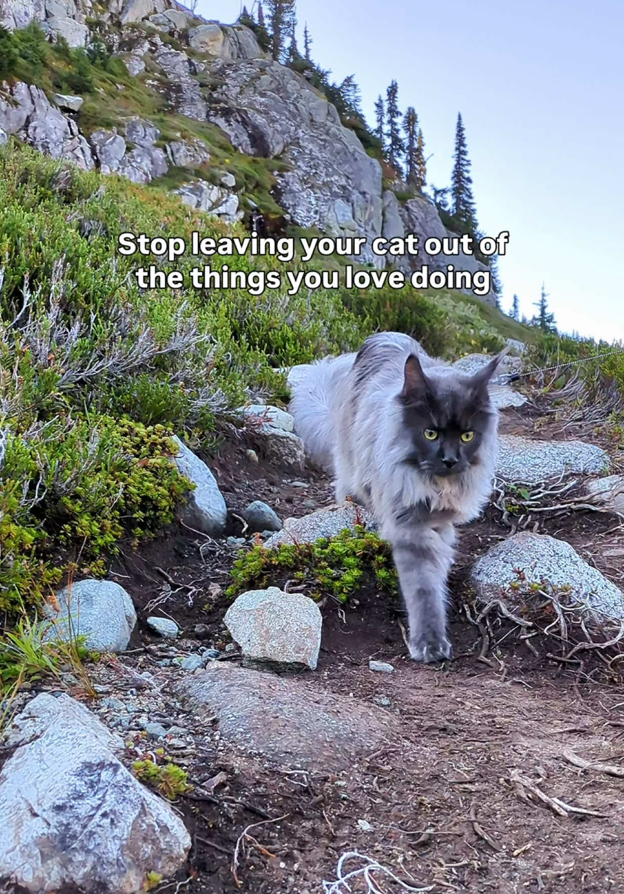 @Mugen the Maine Coon ๐จ๐ฆ