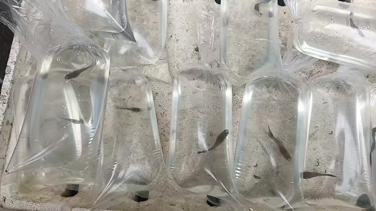 @dexx aquatics