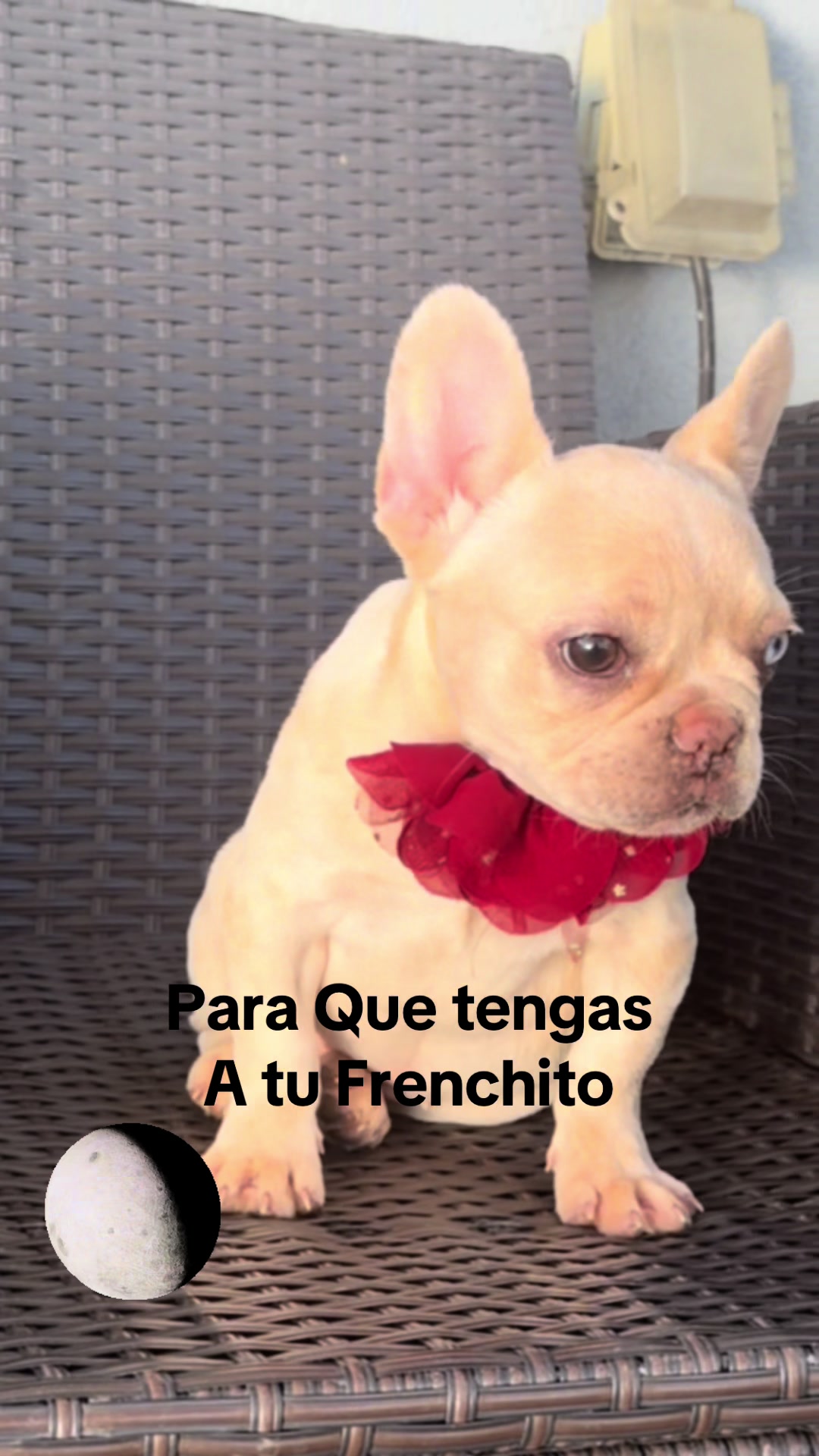 @DragonBallFrenchies
