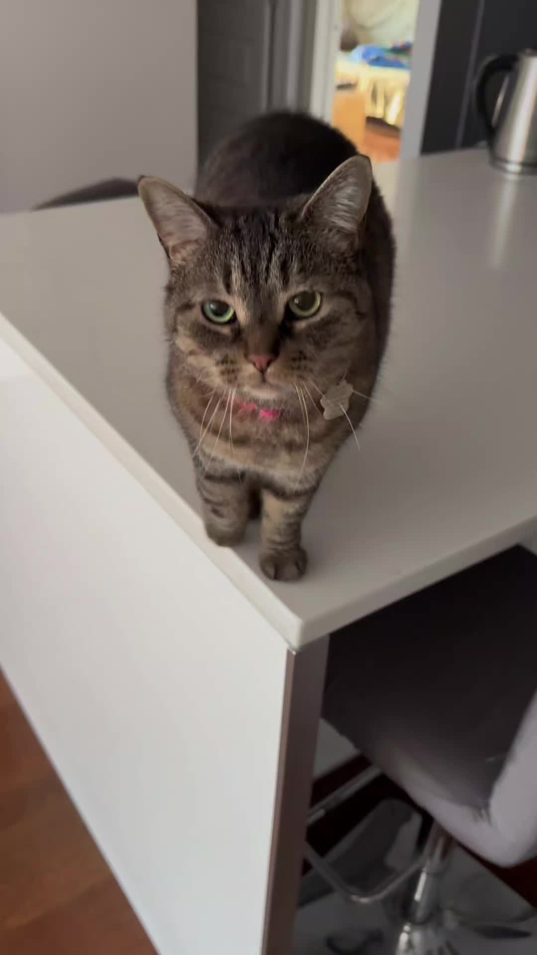 @Bellarda the cat