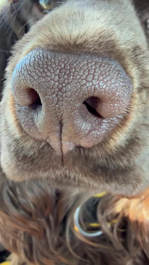 @Yoshi_der_Schokococker
