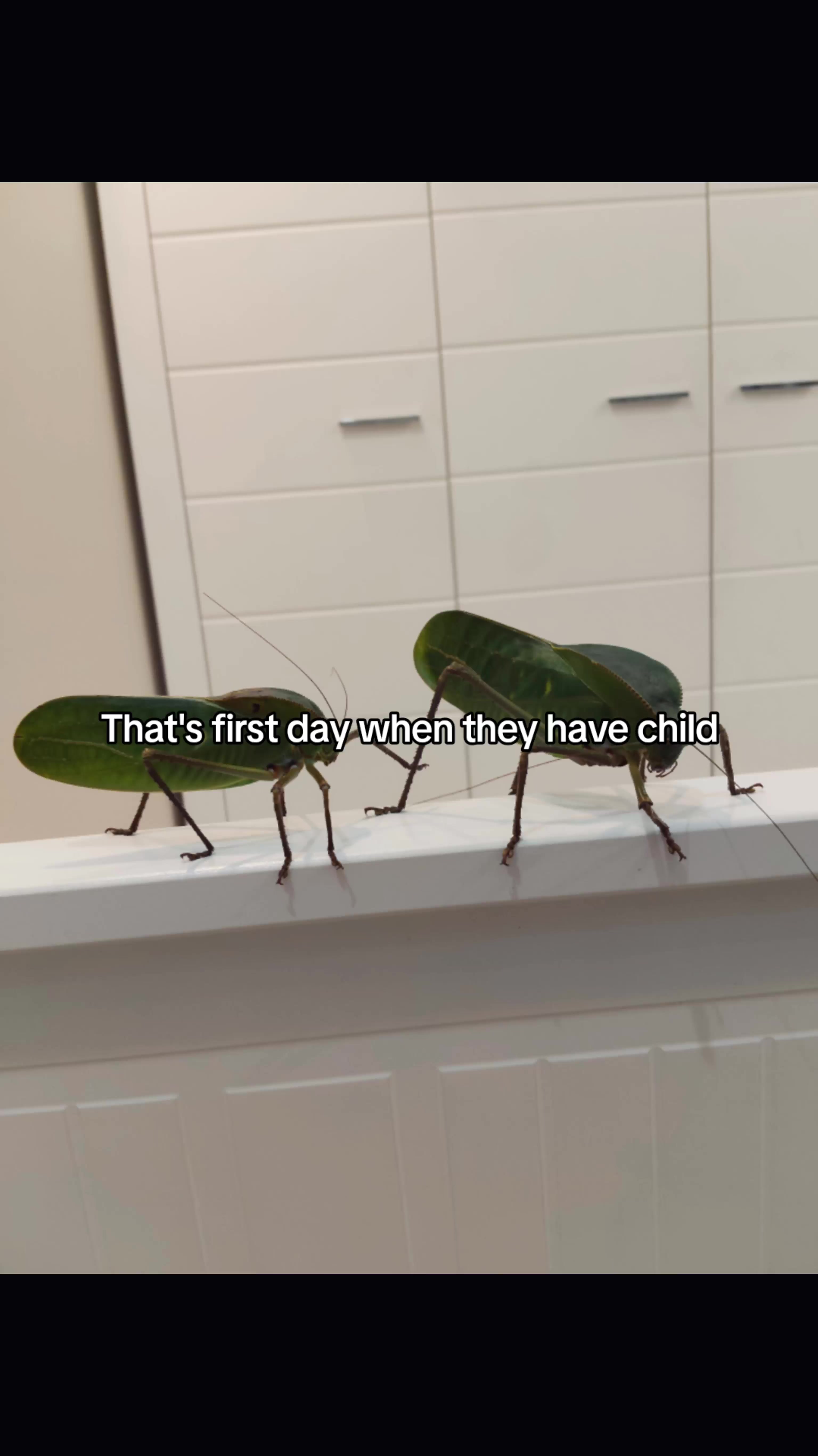 @Parrotek