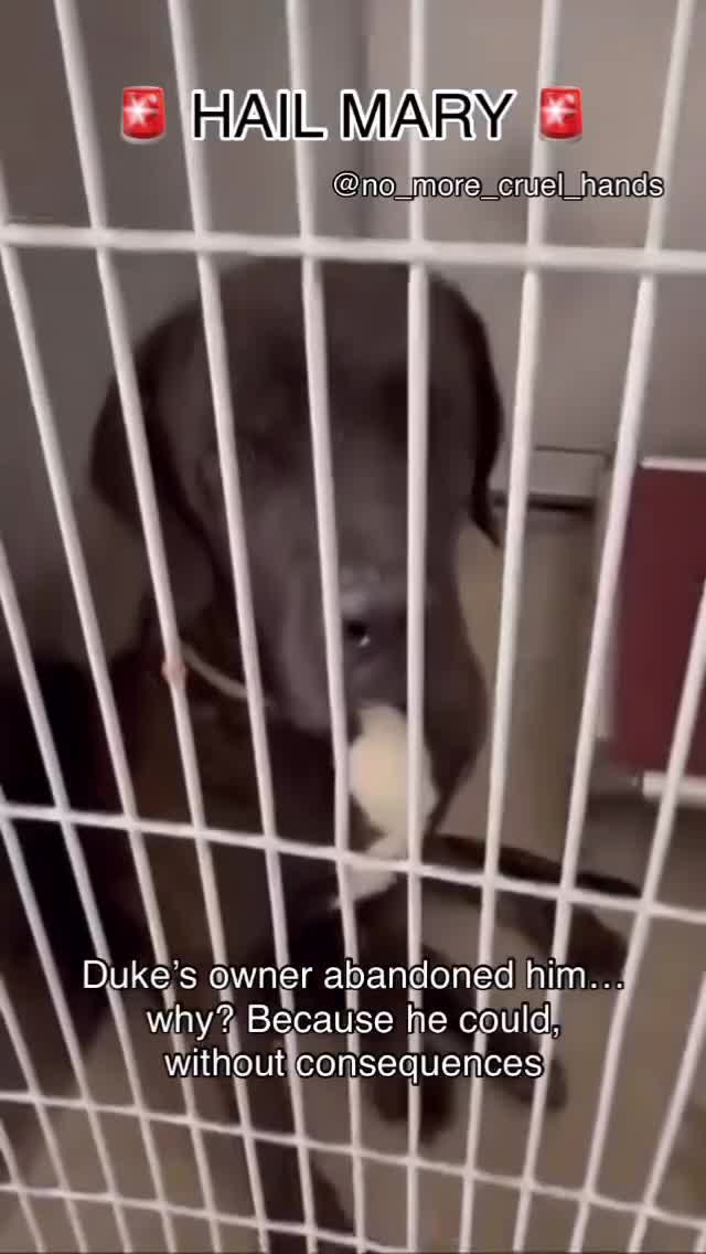 @Cane Corsos
