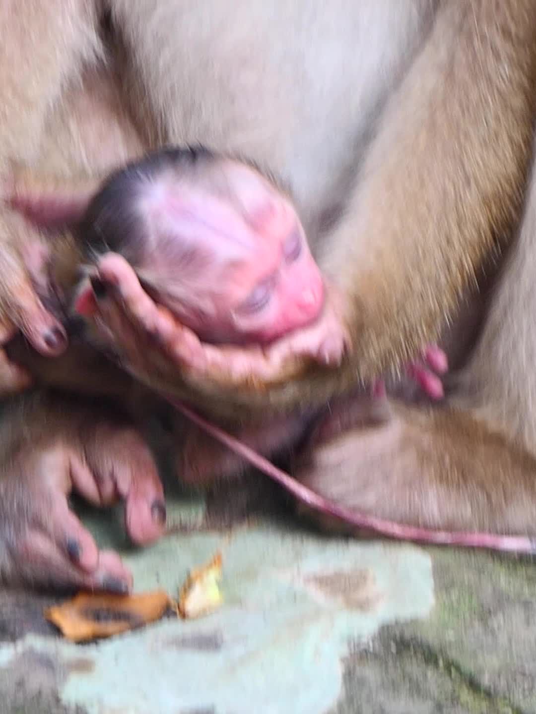 @Monkey Discovery
