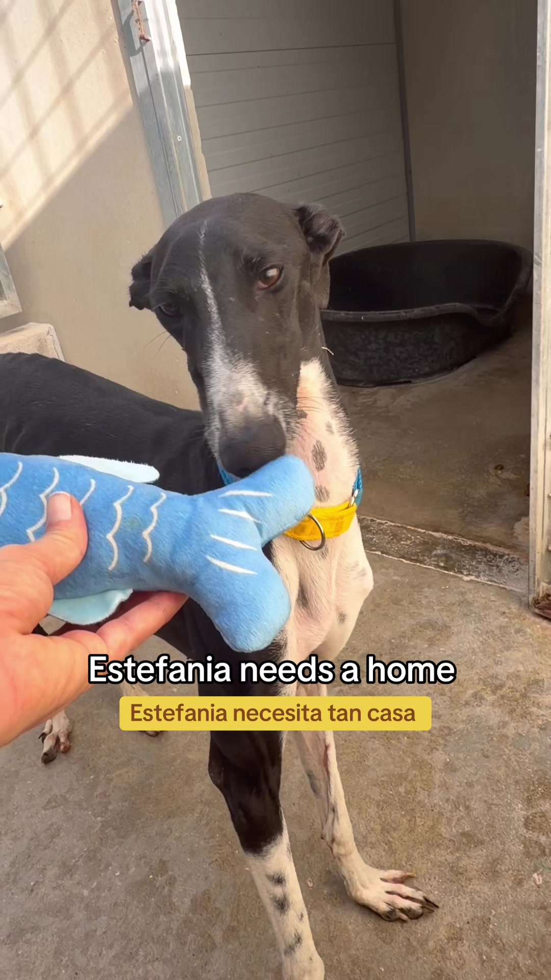 @Galgos del Sol