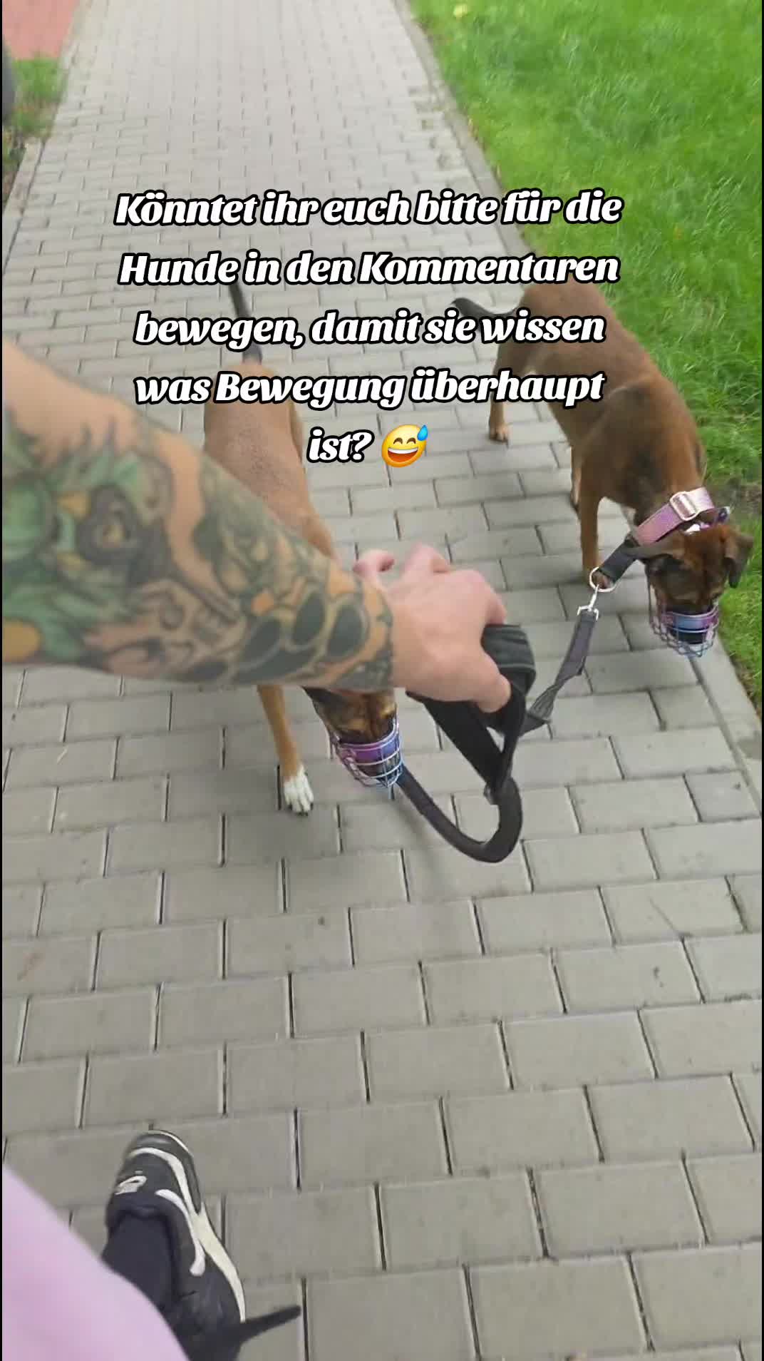 @Staffordshiremix Geschwister🐾